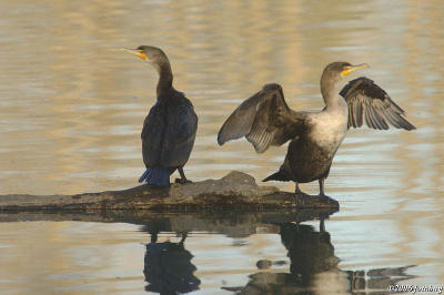 Cormorants sunning