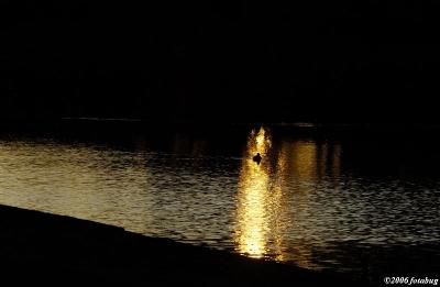 Golden rays of sun and duck