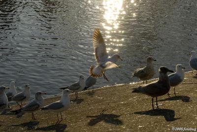 Seagulls at the pond #3