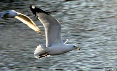 Seagulls at the pond #6