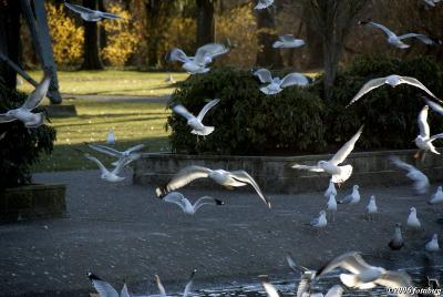 Seagulls at the pond #4