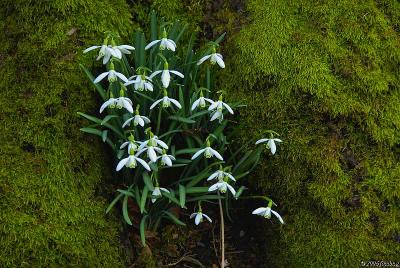 Embraced by a tree - snowdrops
