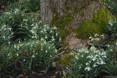 Snowdrops in bloom