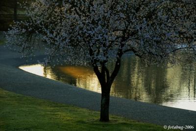 Tree and pond