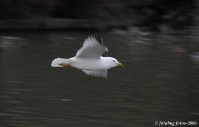 Gull In flight