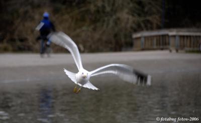 Seagull