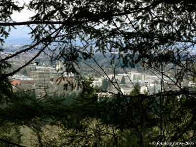 Eugene through park trees