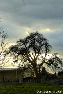 Oak tree against afternoon sky