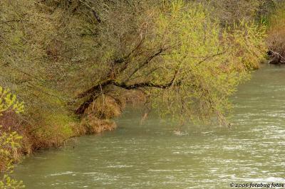 Tree along Willamette River