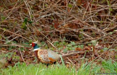 Beauty of the pheasant