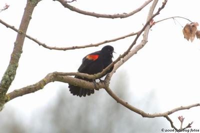 Redwing blackbird singing