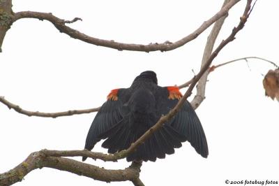 Redwing blackbird showing off