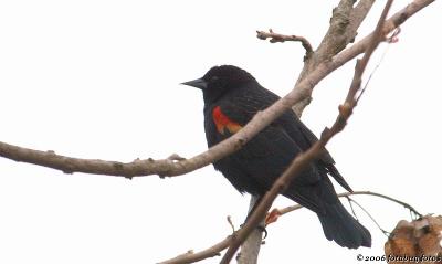 Redwing blackbird again
