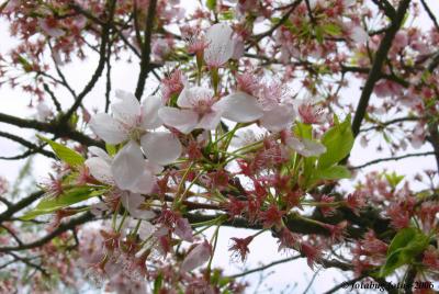 Cherry blossom delicacy