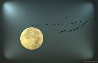 Geese and  hunter's moon