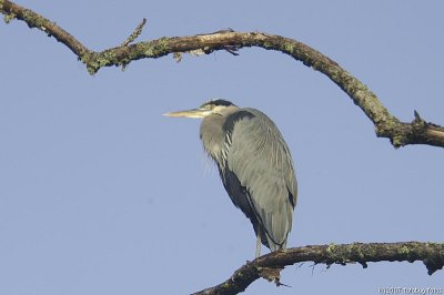 Framed - (Great Blue Heron)