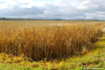 Fern Ridge wildlife Area