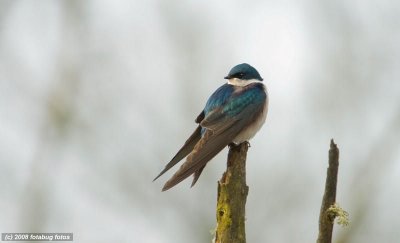 Birds at Fern Ridge Wildlife Area