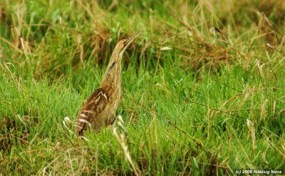 American  Bittern