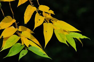 Leaves changing color for seasonal greeting