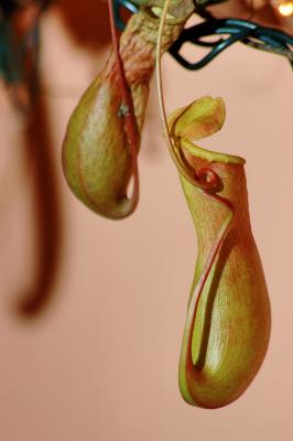 The pitcher plant (Ţ)