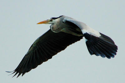 A night heron (]O) flew across the sky. this image is cropped