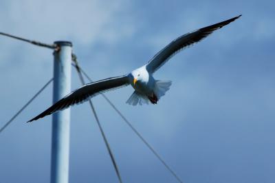 Redondo Beach, a place filled of sunshine, spray, sea gull and delicious seafood