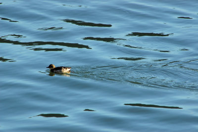 A happy (hungry?) waterfowl
See the place