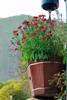 The flowers hung on the street of Juneau
 See the place