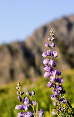 Lupines in the Seven Devils
