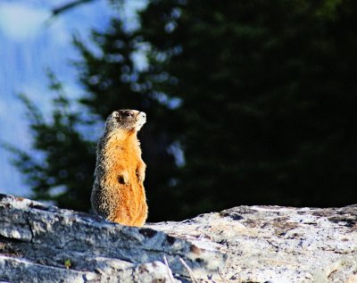 Marmot in the Morning
