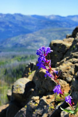 Monkey Flower (?) high on Lava Butte Ridge