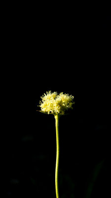 Sulfur Flower