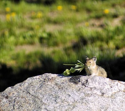 Pika with Sulfur Flower