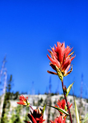 Red Paintbrush on Blue