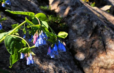 Bluebells