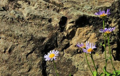 Leafy Aster