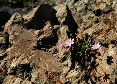 Alpine Lewisia