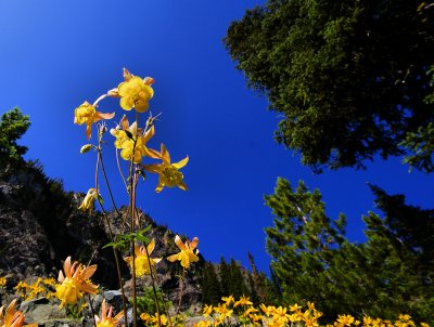 Looking Up