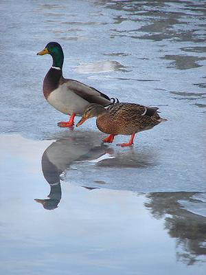 ducks-reflection-450_DSC01370.jpg