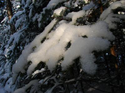 snow-branch2-750_DSC01242.jpg