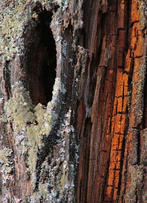 tree-hole-500_Image097.jpg