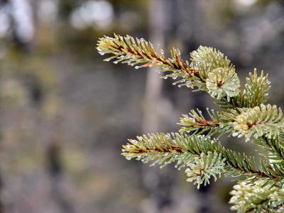 spruce-drops-750_Image035.jpg