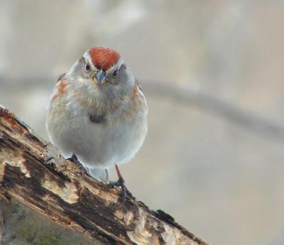 tree-sparrow-750_DSC04874.jpg