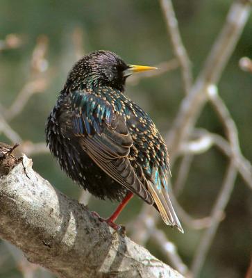 starling1-600_DSC04968.jpg