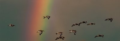 Rainbow over Turtle Lake Crop.jpg