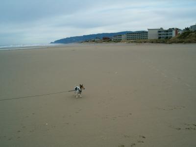 Daphne on Heceta Beach, Florence, OR