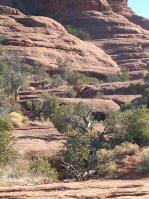 Trees on the vortexes also carry the energy.JPG