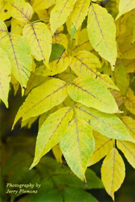 Yellow-Leaves