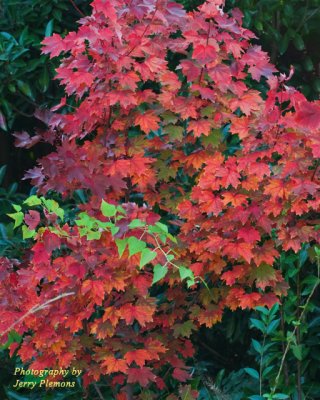 Red-Leaves